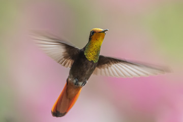 Fototapeta premium Blue hummingbird Violet Sabrewing flying next to beautiful red flower. Tinny bird fly in jungle. Wildlife in tropic Costa Rica. Two bird sucking nectar from bloom in the forest. Bird behaviour