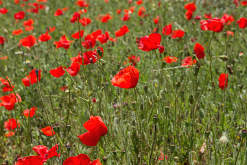 Red poppies and green grass