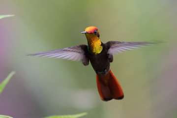 Blue hummingbird Violet Sabrewing flying next to beautiful red flower. Tinny bird fly in jungle. Wildlife in tropic Costa Rica. Two bird sucking nectar from bloom in the forest. Bird behaviour