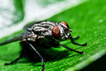 fly on leaf ,eye close-up