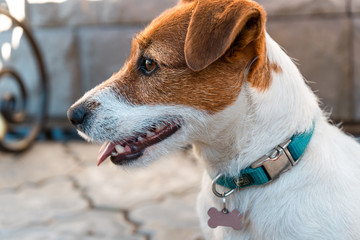 Jack Russell Terrier on the road near country house near Moscow in May 2019