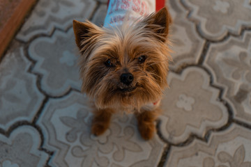Yorkshire terrier in dog clothes runs on the road next to the country house near Moscow in May 2019