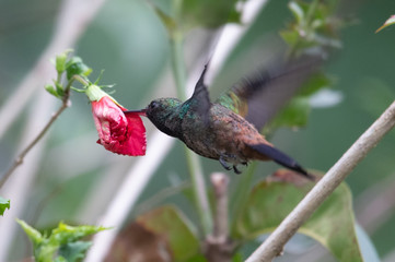 Blue hummingbird Violet Sabrewing flying next to beautiful red flower. Tinny bird fly in jungle. Wildlife in tropic Costa Rica. Two bird sucking nectar from bloom in the forest. Bird behaviour