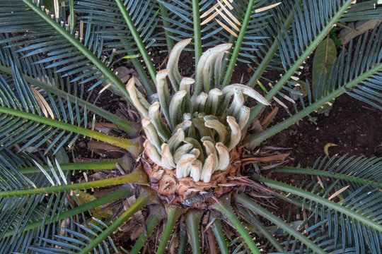 SAGO Palm, Cycas plant bud cones converting into new leafs