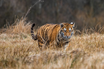 Plakat Siberian Tiger running. Beautiful, dynamic and powerful photo of this majestic animal. Set in environment typical for this amazing animal. Birches and meadows