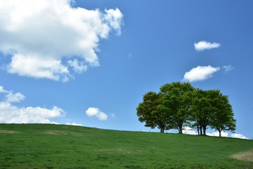 Fototapeta na wymiar 青空と樹木のイメージ