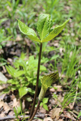 Jack-in-the-pulpit at Northbrook's Somme Woods on a sunny day