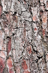 Pine tree bark background. Trunk texture with sun light.