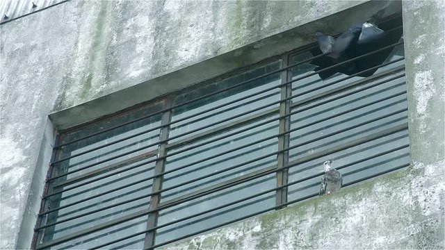 PALOMAS EN LA VIEJA VENTANA 