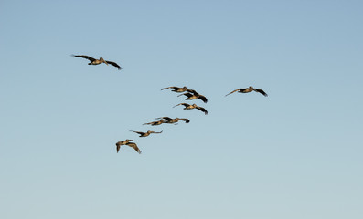 Pelicans in Flight