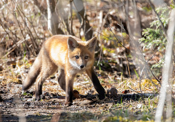 Naklejka na ściany i meble Red fox Vulpes vulpes kit in the forest in springtime in Canada 