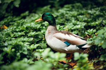 Close up beautiful colorful duck in the green garden among leaves. Nature