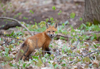 Naklejka na ściany i meble Red fox kit in the forest in springtime in Canada 