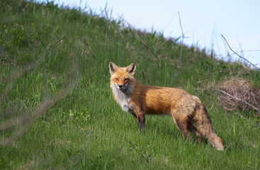 Naklejka na ściany i meble Red fox Vulpes vulpes looking for her kits on a grassy hill in springtime in Canada 