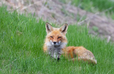 Naklejka na ściany i meble Red fox Vulpes vulpes looking for her kits on a grassy hill in springtime in Canada 