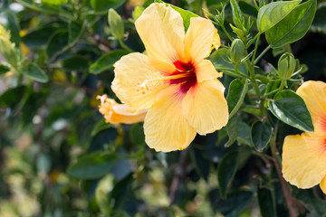 Obraz premium Yellow Hibiscus flower growing in Hawaii