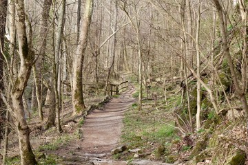 Fototapeta premium A long empty hiking trail in the forest on a sunny day.