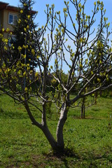 places to visit in forests and gardens