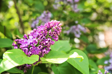 Blossoming lilac outdoors on spring day
