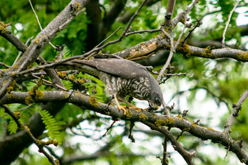 bird of prey sitting in a branches of a tree
