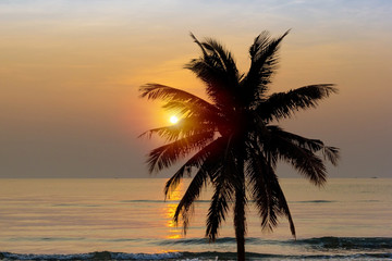 Fototapeta na wymiar Coconut tree at beach