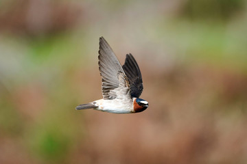 Cliff Swallow Flight