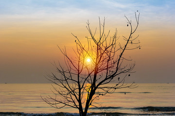 Fototapeta premium Tree silhouette at beach