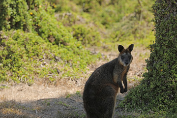 Känguru Wallaby  in Australien