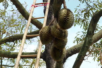 Many Monthong Durians on tree and wood laddle in agricultural garden