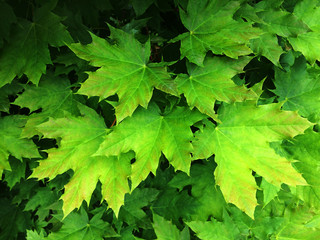 Green leaves of maple. Textural floral background of young green leaves.