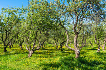 Beautiful landscape - Old apple orchard at the end of spring on a sunny day