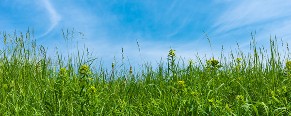Fresh green grass close up and blue sky, spring and summer background with copy space