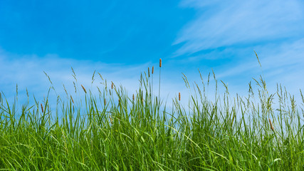 Fresh green grass close up and blue sky, spring and summer background with copy space