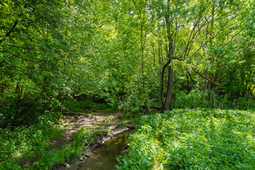 Fototapeta na wymiar Classic summer woodland landscape with creek, fresh grass and trees