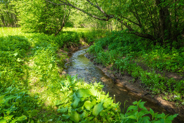 Classic summer woodland landscape with creek, fresh grass and trees