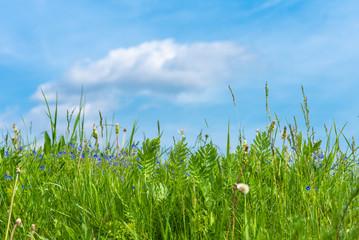 Fresh green grass close up and blue sky, spring and summer background with copy space