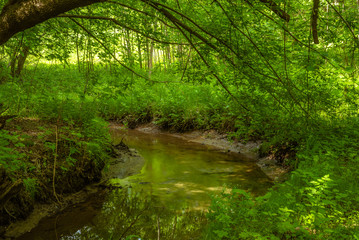 Classic summer woodland landscape with creek, fresh grass and trees