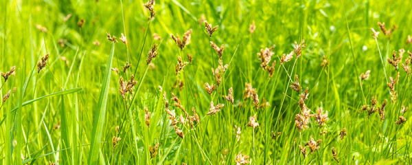 Beautiful natural background - fresh bright grass with panicles