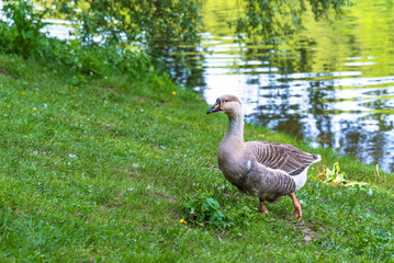 Goose near the summer pond