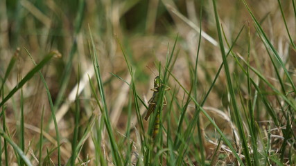 well-hidden grasshopper