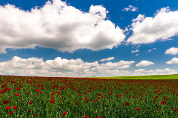 Green field with blooming red poppies