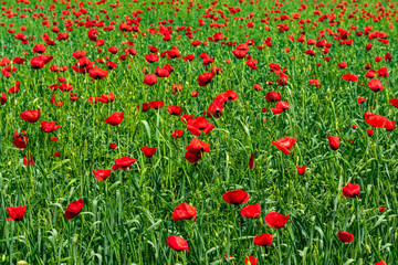 Red poppy flowers in field