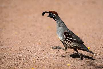 Gambel's Quail