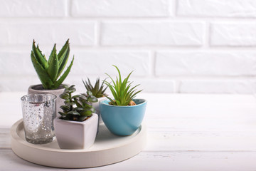 Succulents and cactus plants in pots on tray  near by white brick wall.