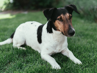 dog on green grass