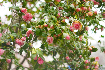 red roses on tree