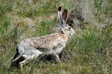 Naklejka premium Jack Rabbit