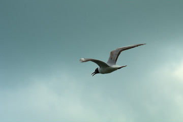 Obraz premium seagull flying in the sky,bird, flight, fly,wildlife, wing,nature, freedom,wildlife,