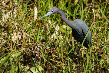 Little Blue Heron