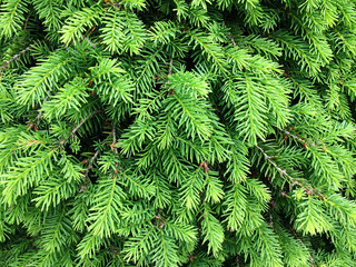 Young branches of the Christmas tree. Textural vegetative background from young green branches.